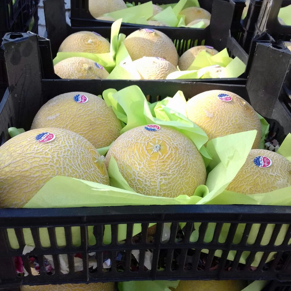 A1 Super Sweet melon for Export 2021