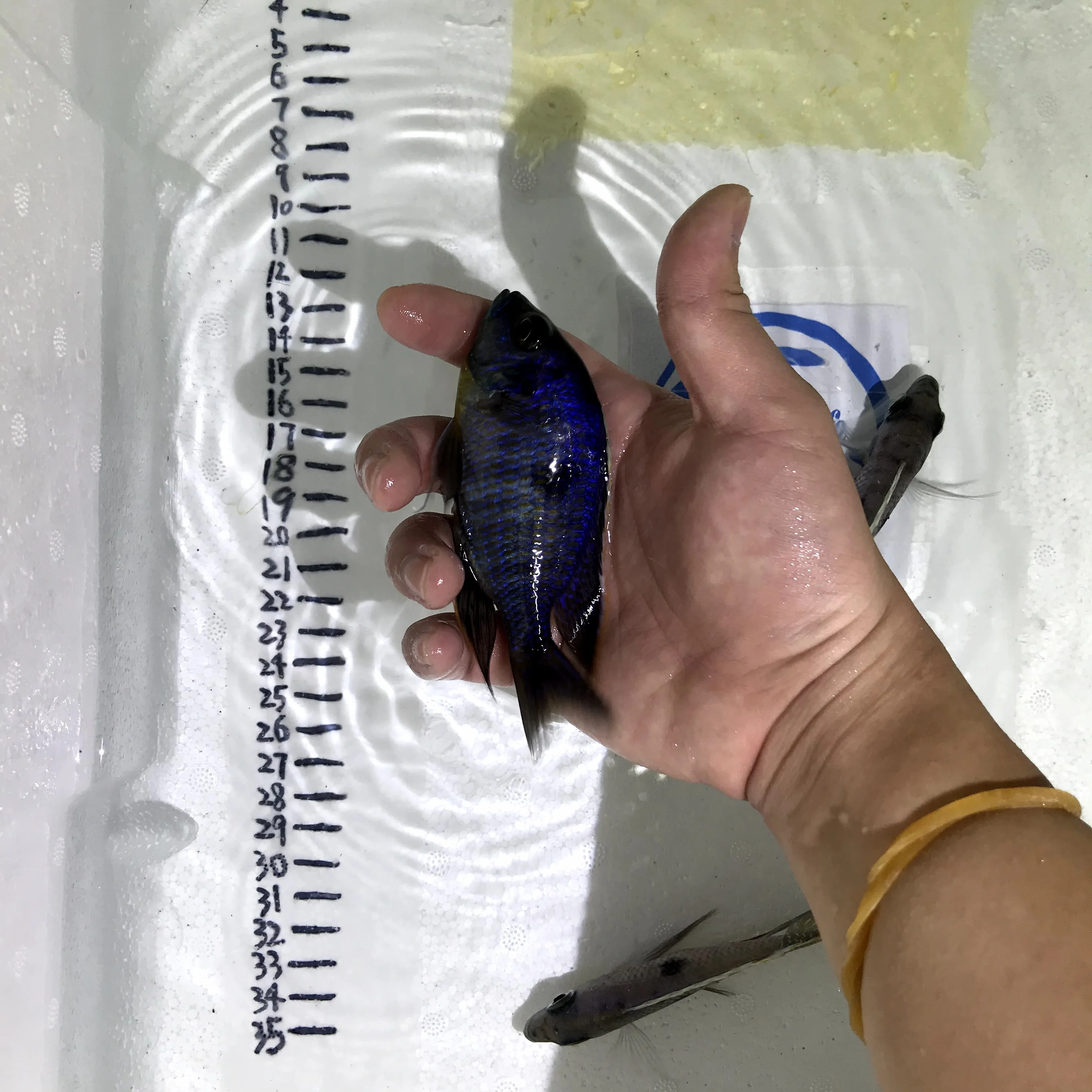 
Farm bred Copadichromis sp. Mbenji blue African Malawi Cichlids For sale 