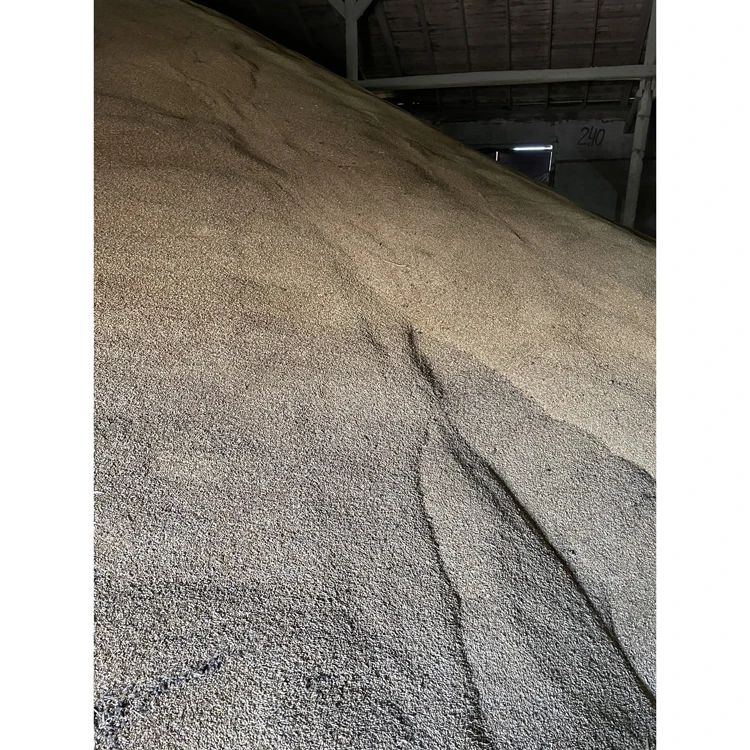 Natural barley feed whole grain agriculture, animal feed barley bulk