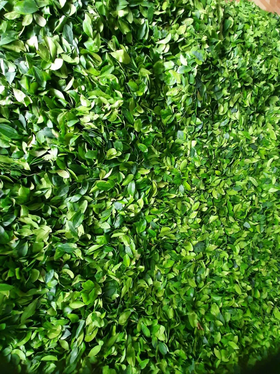 
Dried Lemon Leaves/ Slices Dried Lemon leaves/ Dried Lime Leaves Dehydrated Lemon leaf for Tea ORigin Vietnam 