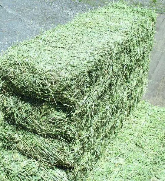 
Alfalfa hay/Fresh grass for feed 