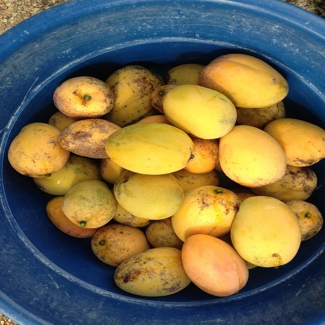 Высококачественные свежие манго Alphonso для