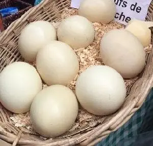 Свежие страусиные