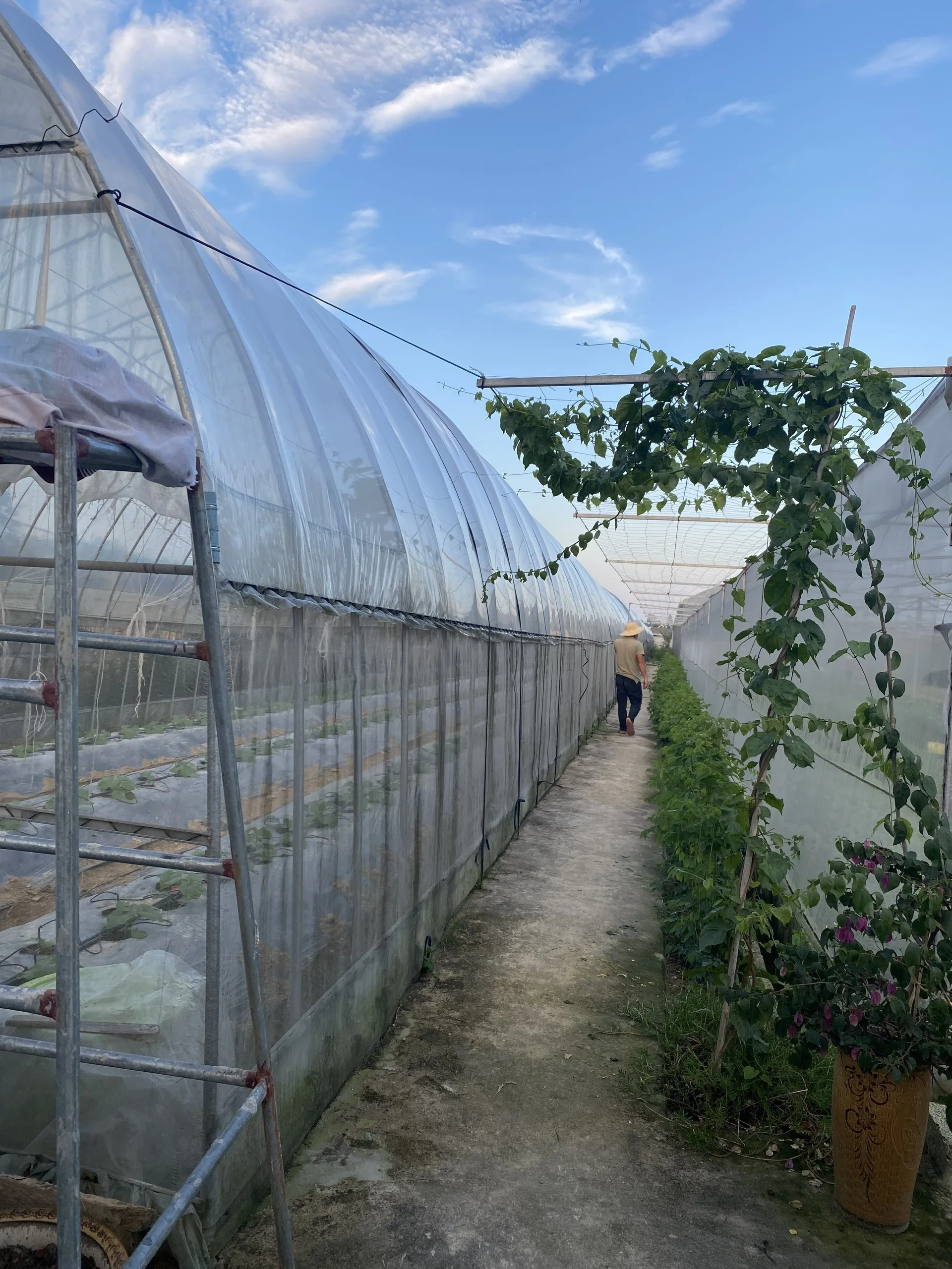 Свежие и сочные молодые огуречные продукты оптом экологически чистые фермы купить сейчас по лучшей цене от компании во Вьетнаме