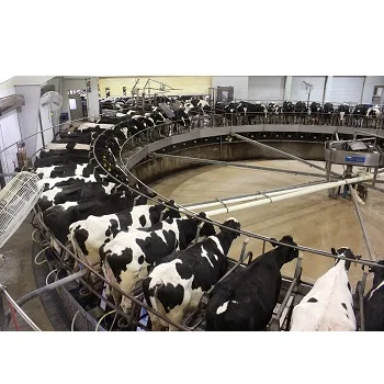  Корова и икры Holstein heifers для продажи