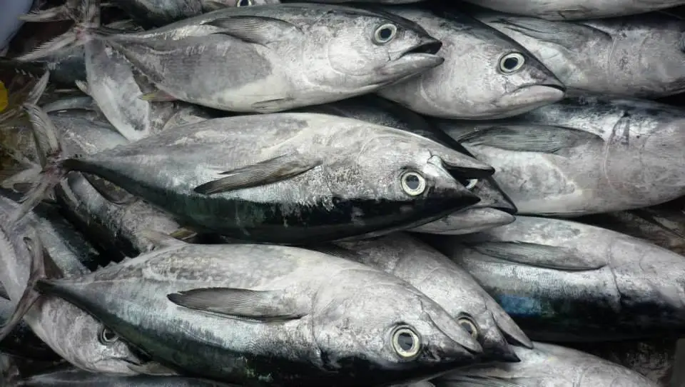 Премиум качество хорошая цена метод замораживания замороженного цельного тунца из