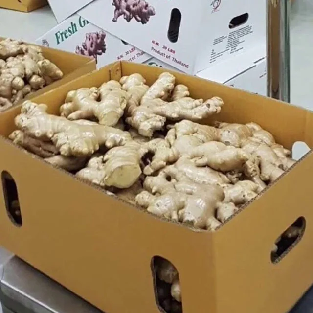 
Origin from Vietnam bulk fresh ginger size 150g and up to 500g mesh bag 21kg or carton 10kg net weight 