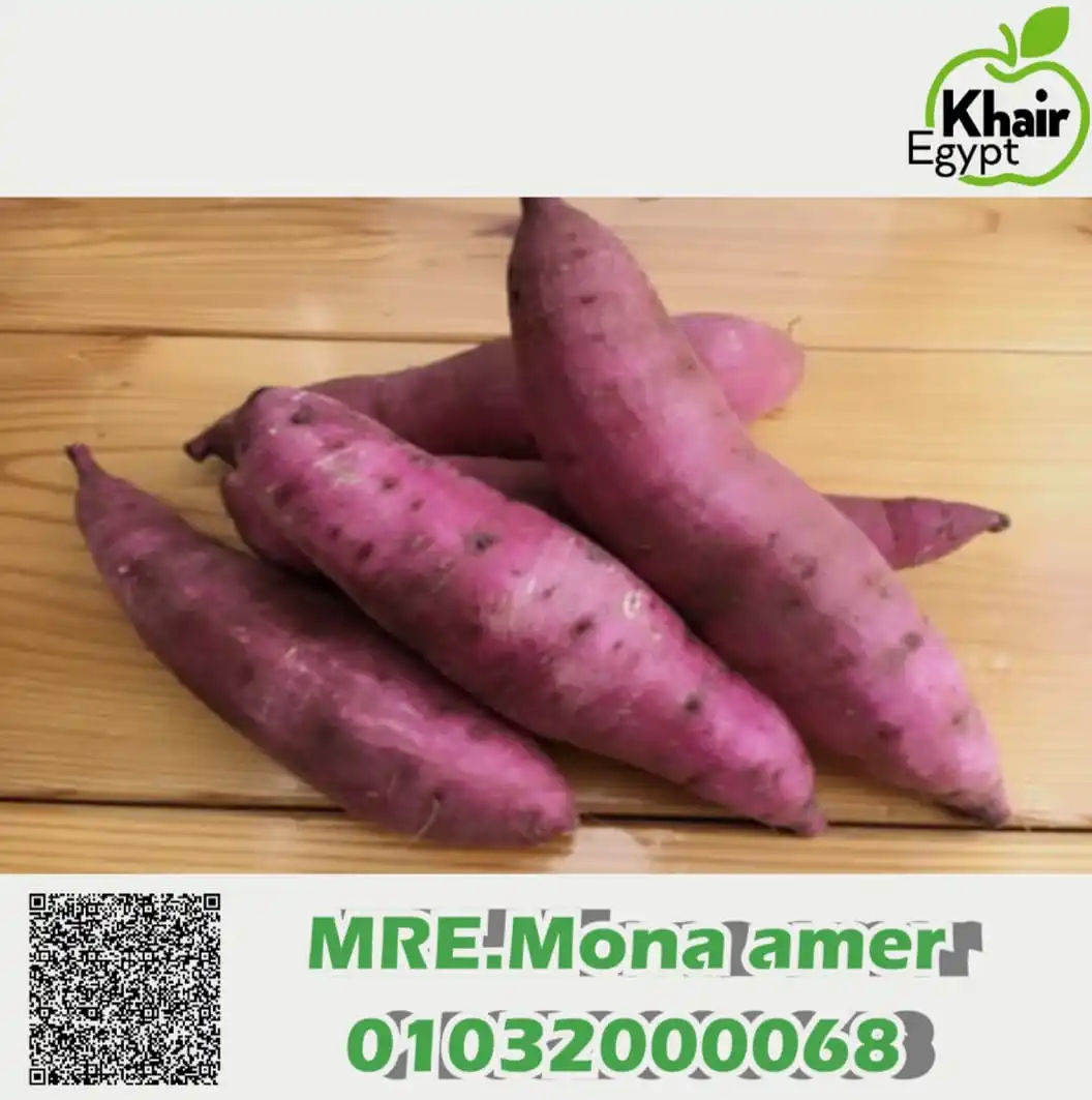 100%  High Quality Exclusive Fresh SWEET POTATOES available for export at a Cheaper Price
