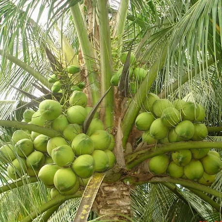 Young Green Xiem Coconut From Viet Nam