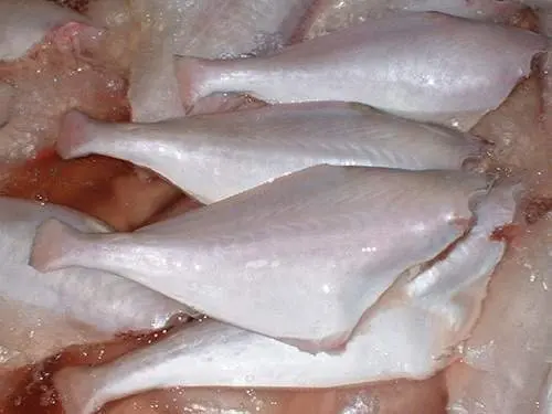 Frozen Leather Jacket Fish Hot Sale