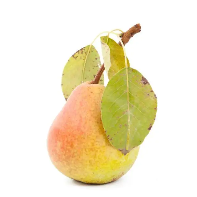 Top Quality 100% Natural Products Food Grade Export Price Sweet Fresh Uzbekistan Golden Pears from Uzbekistan