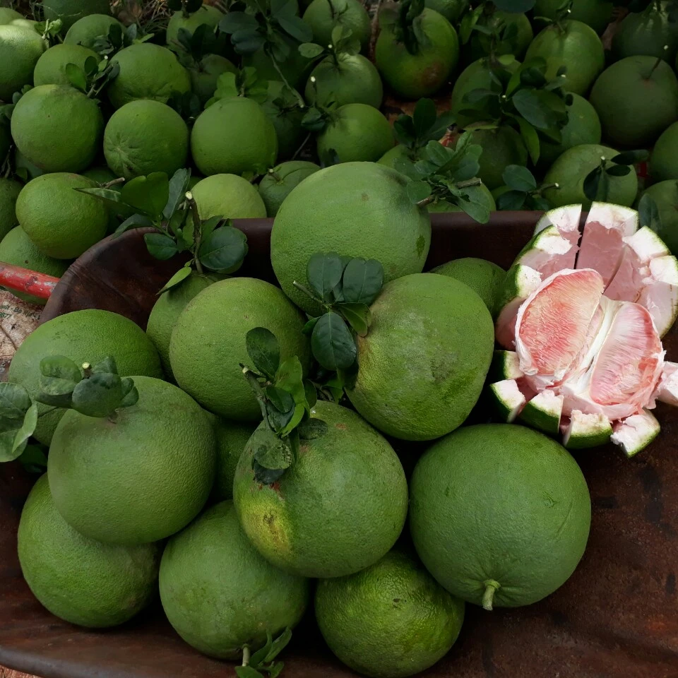 Top Product 2022, Fresh Pomelo In Vietnam, Green pomelo/grapefruit Supper Sweet With Export Quality