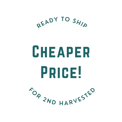 Порошок маття производство низкая цена органический порошок зеленого чая