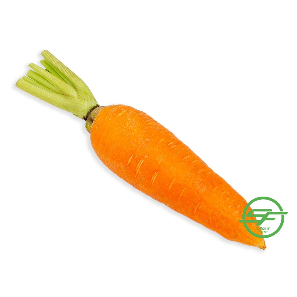 Высококачественная Новая коллекция без добавок натуральная Органическая свежая морковка из Вьетнама по конкурентоспособной цене