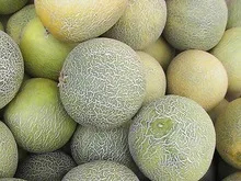 FRESH HOT CAKE Sweet melon for Export 2021