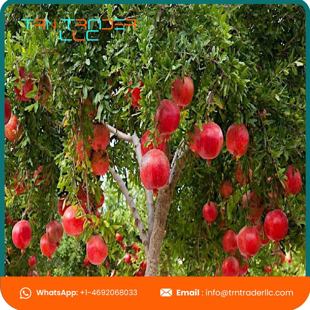 Outstanding Quality Natural Organic Sweet Pomegranate Fruits Supplier