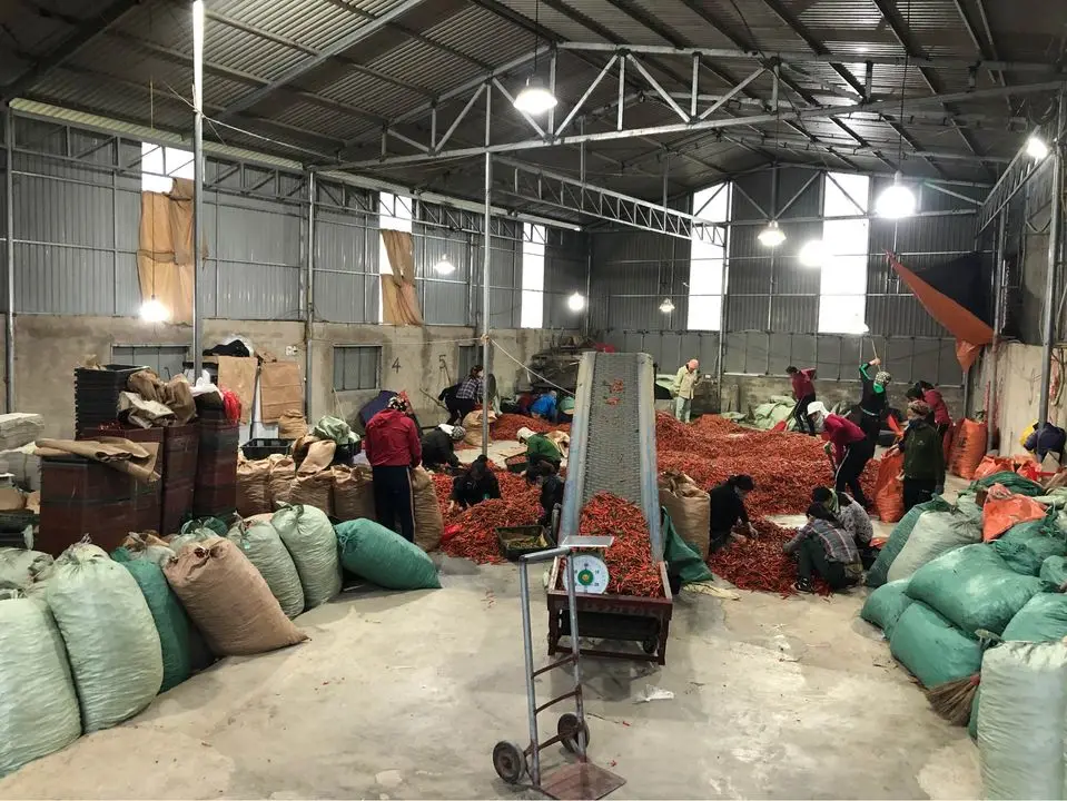 Свежий Чили из Вьетнама для экспорта на рынки ЕС и Азии по конкурентоспособной цене с сертификацией VIETGAP.