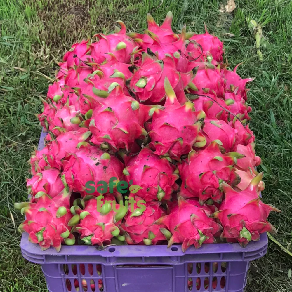 Guaranteed Fresh and high quality Dragon fruit with all Red and White Flesh / Careful Packaging from VietNam