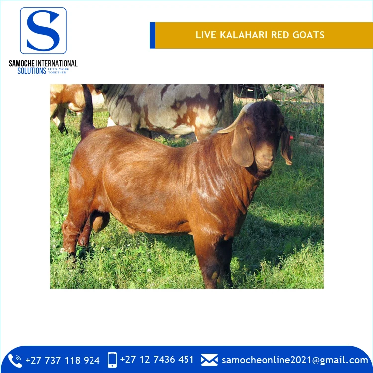 Kalahari Red Goats for Leather Purpose