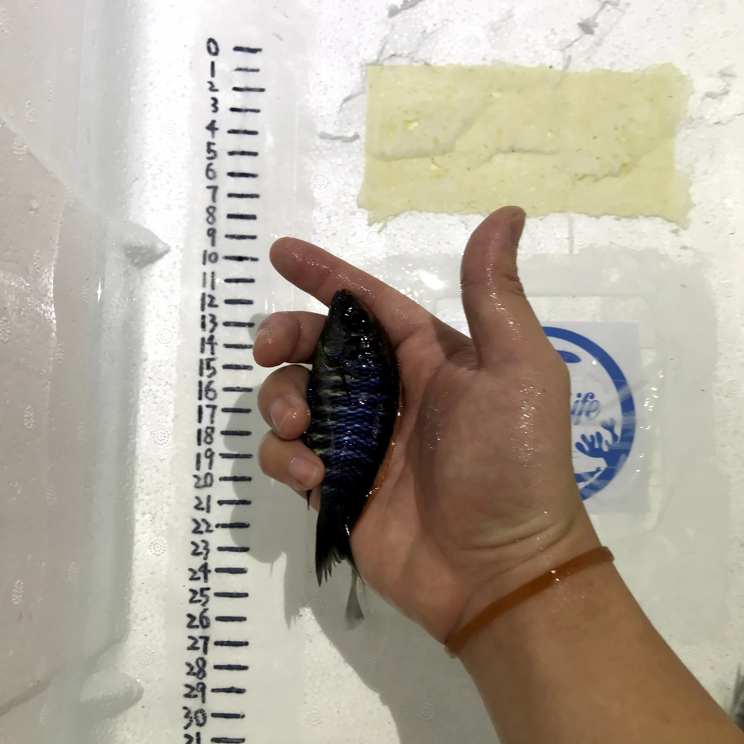 
Farm bred Aulonocara maylandi African Malawi Cichlids For sale 