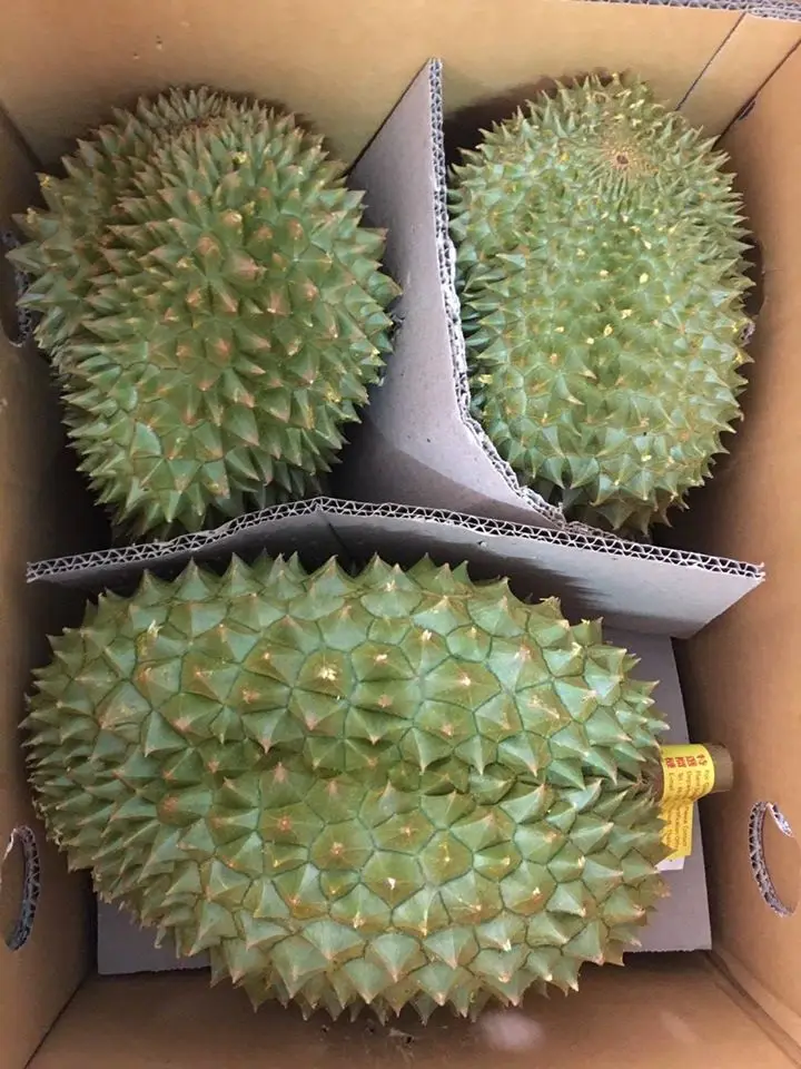 Vietnam Fresh durian for exporting with standard quality packaged carefully and the best price shipping to EU US ASIA