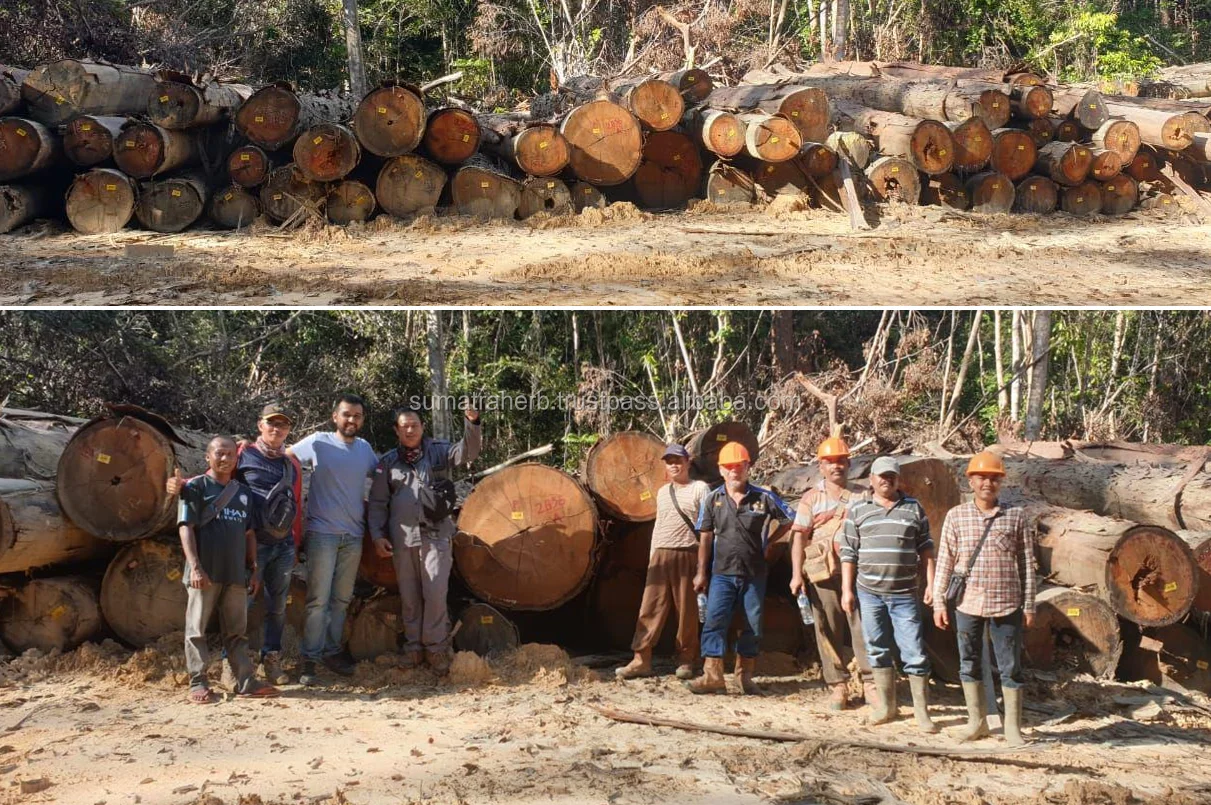  Высококачественная обработка древесины твердой класс AA сушить в печи