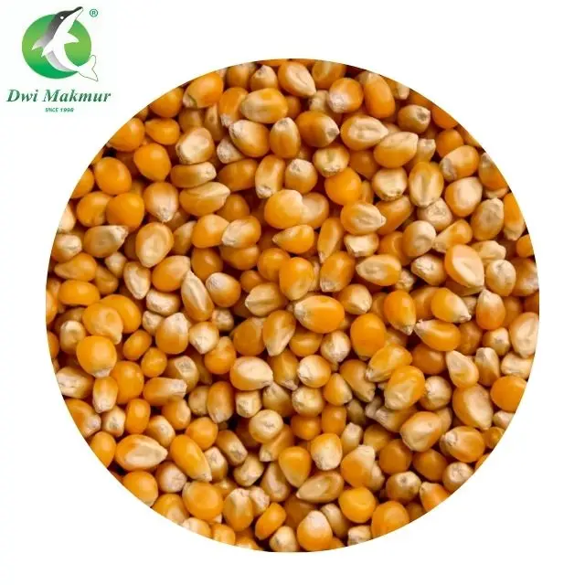 Premium Grade Factory Price 500g mushroom popcorn butterfly popcorn snowflake corn for caramel chocolate popcorn kernel from USA