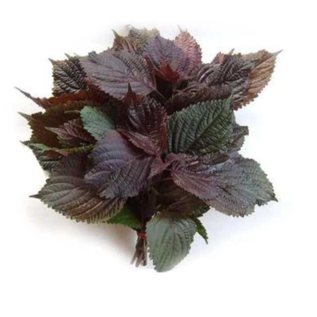 Fresh Vietnam Beefsteak plant / Best quality for wholesale / Quick response and cheap price