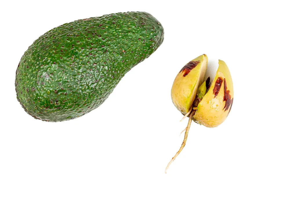 High Quality Wholesale Avocado Fruit Grain Seller From India