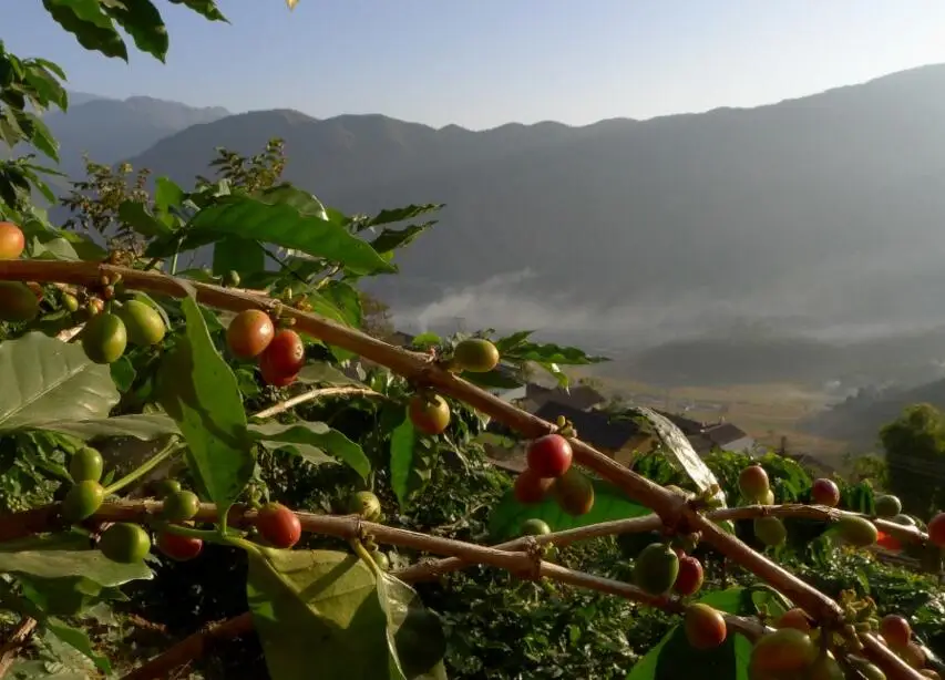 Вьетнамская кофейная зерна кофе премиум класса Robusta и Arabica насыщенный вкус аромат с