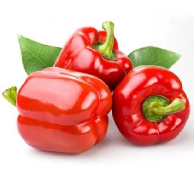 Quality capsicum color sweet bell pepper/yellow/green/red