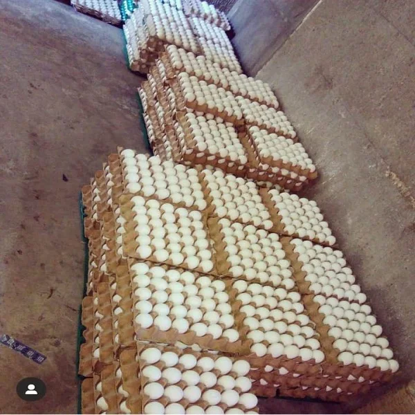 Органические свежие куриные яйца для продажи
