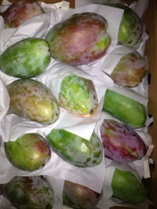 Egyptian Mango for Export 1