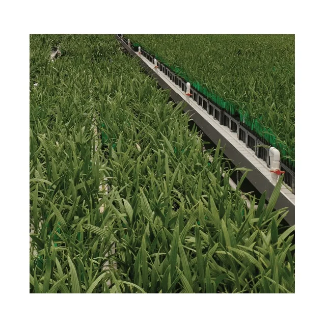 Best quality Plant Palm Tissue Culture Date Seedlings