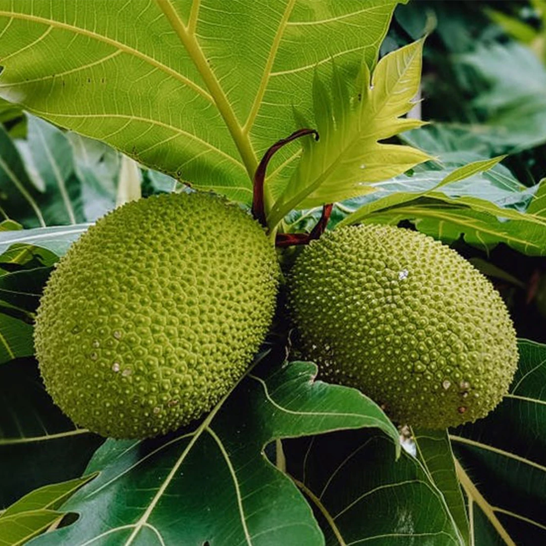 Сушеные закуски хит продаж 2021 из Вьетнама для оптовых и OEM с сертификацией HACCP