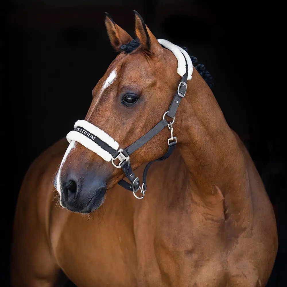 
Top Quality Halter Soft Nylon Webbing Great Value Priced Halter is Perfect For Every Day Use 