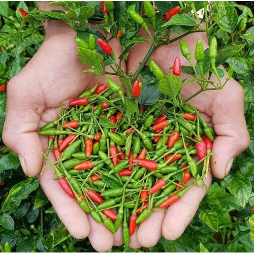 SUPER SPICE FRESH BIRD EYE CHILI WITH PREMIUM VIETNAM