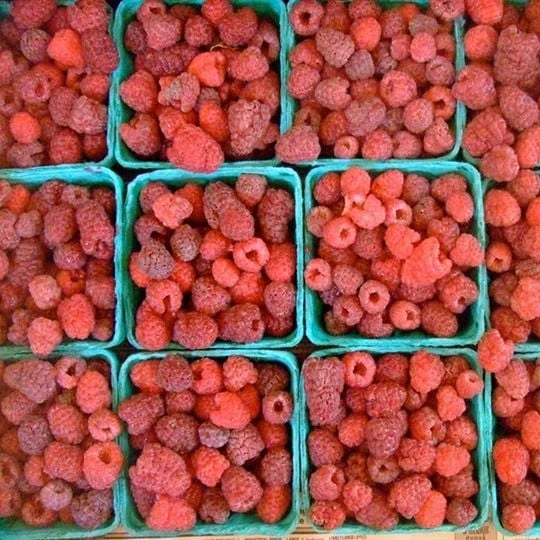 IQF Frozen Raspberry Raspberry Frozen Fruits Bulk Frozen Fresh Frozen IQF Whole Raspberry IQF