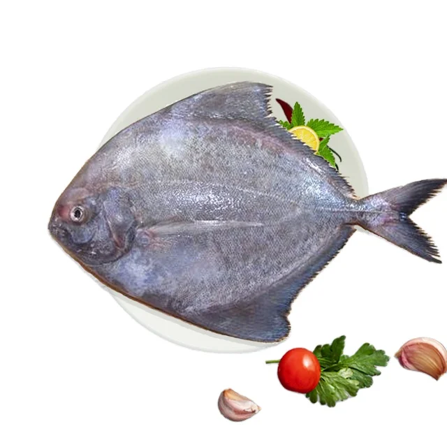 Frozen Black Pomfret in Viet Nam For Sale (ThaiLien company, Ms Fiona +84908794118)