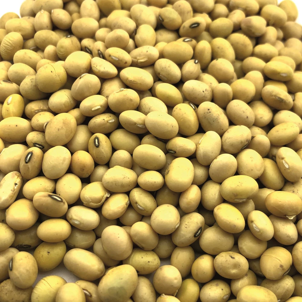 High quality soybean 25/50 kg bags or in bulk, from manufacturer