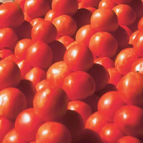 
Wholesale Bulk Fresh Tomatoes 