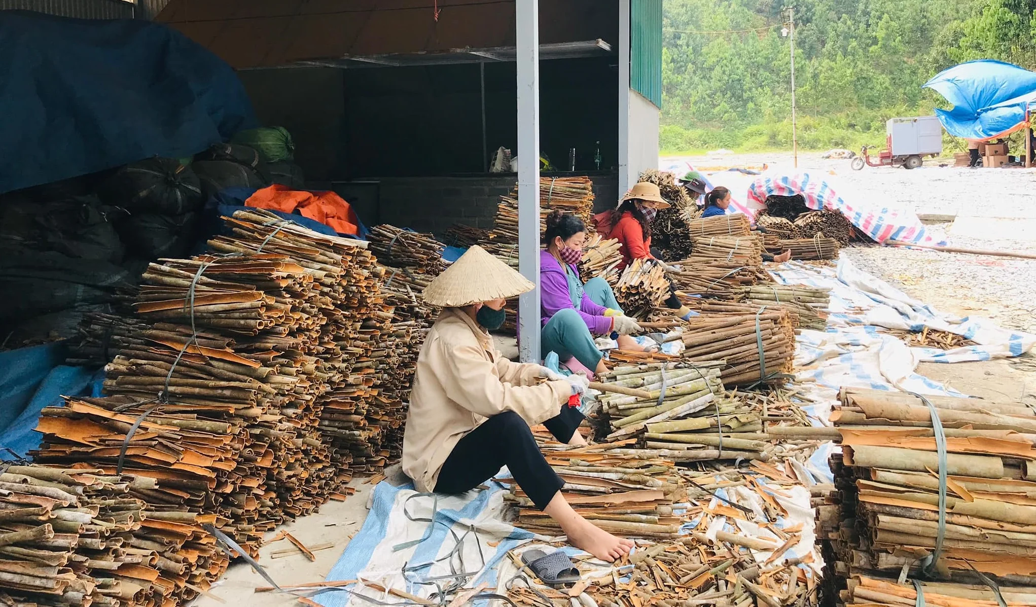 Premium Quality Cassia/ Cinnamon from Manufacture from Vietnam Ms.Lucy +84 929 397 651