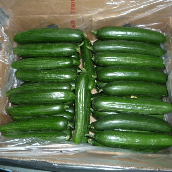 
Quality Fresh Cucumber For Sale 
