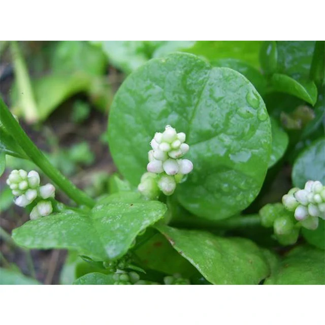 Fresh Malabar Spinach / Fresh vegetable from Vietnam / Fast delivery and carefully packaged
