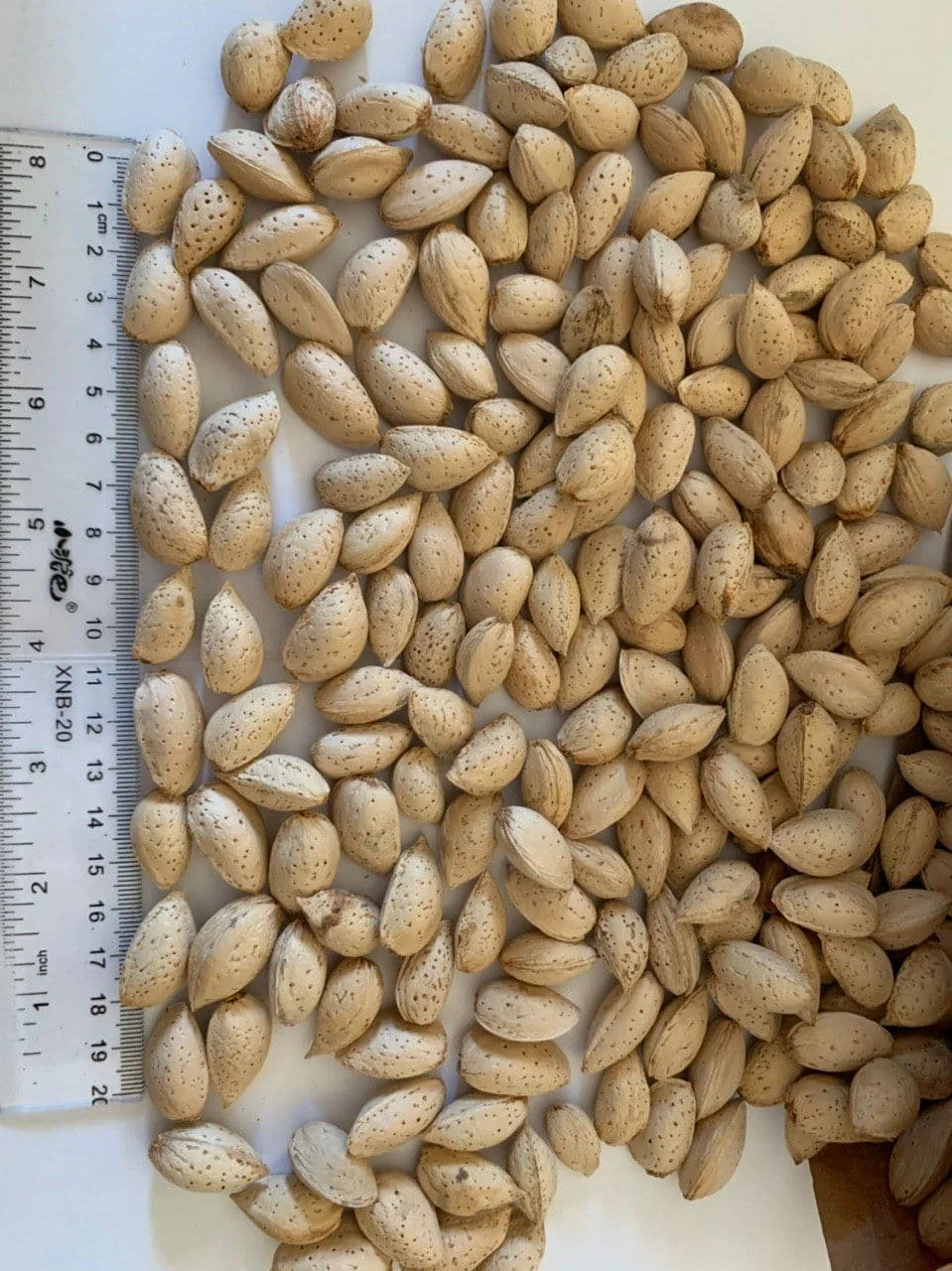 Raw natural almond nuts
