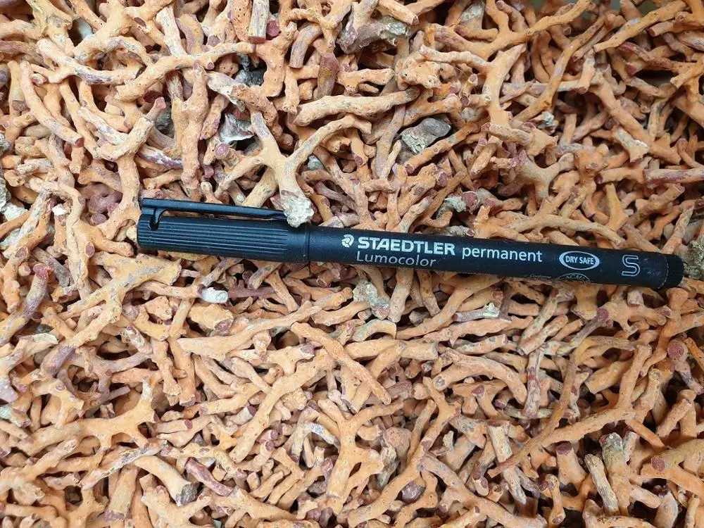 
RED ITALIAN BRANCHES Size 2 to 3 MM Jewelry Production ROUGH Natural Branch Shape Natural CORAL Material GEM Cutting AA Grade 