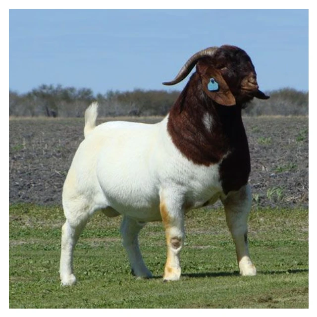 
Quality South Africa Live Pure Breed Boer Goat Health Certified Boer Goats 55kg 