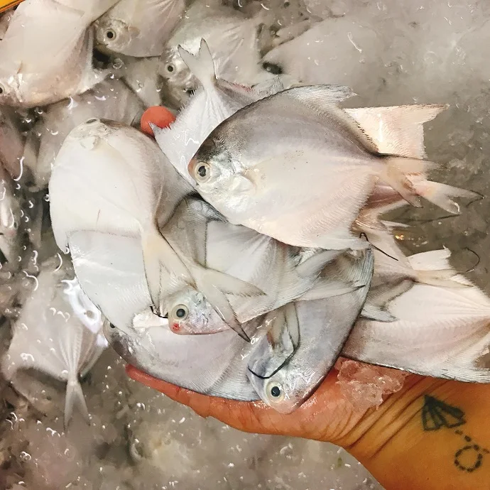 Pompano Wholesale Frozen Golden Pompano / Golden Pomfret