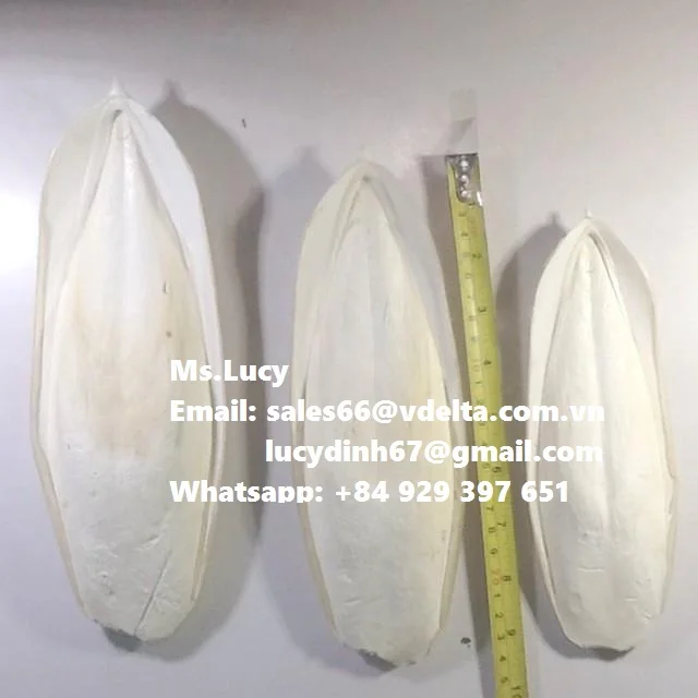 Vietnam Export Dried Sepia Powder/ Wholesale Dried Cuttlefish Bone Powder Ms.Lucy +84 929 397 651