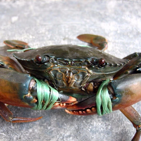 
Fresh Live Mud Crab 